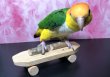 画像1: ちょこんと Bird'sスケートボードMプラス　“クリッカートレーニングにもオススメ♪”【送料６７５円 ※一部地域を除く】 (1)